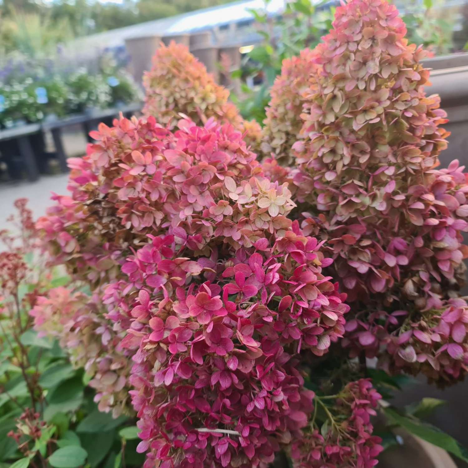 Hortensie ‘Redlight’